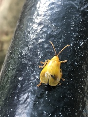 Monocesta coryli