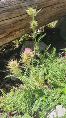 Cirsium eatonii