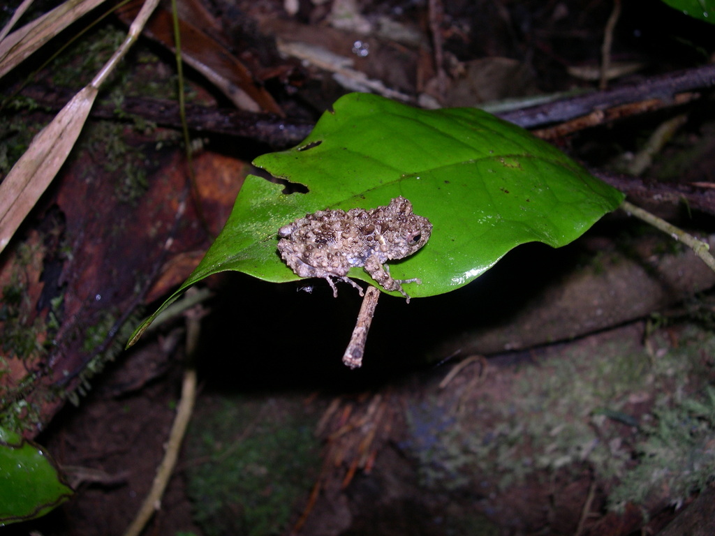 Gephyromantis matsilo