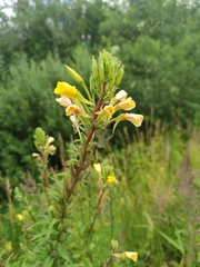 Oenothera rubricaulis