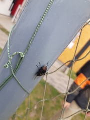 Copestylum mexicanum