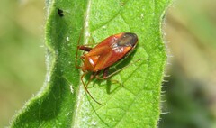 Adelphocoris ticinensis