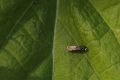 Grapholita compositella