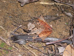 Gephyromantis luteus