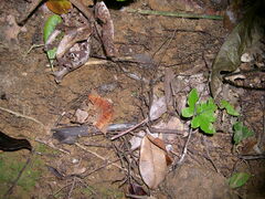 Gephyromantis luteus