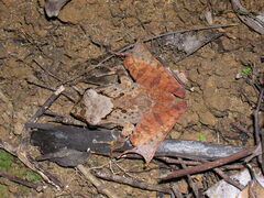 Gephyromantis luteus