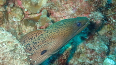 Gymnothorax javanicus