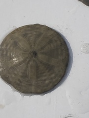 Echinarachnius parma