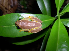 Heterixalus