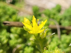 Sedum acre acre