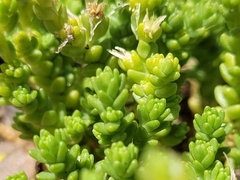 Sedum acre acre