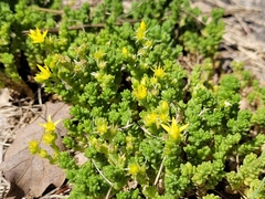Sedum acre acre