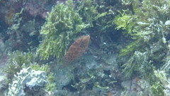 Pteragogus enneacanthus