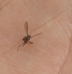 Aedes atlanticus