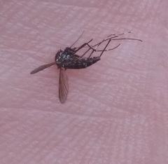 Aedes atlanticus