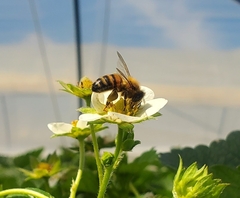 Apis mellifera