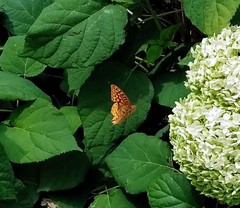 Speyeria aphrodite