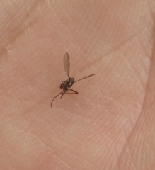 Aedes atlanticus