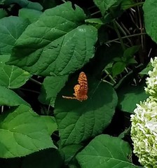 Speyeria aphrodite