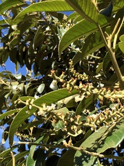 Citharexylum subflavescens