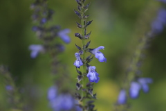 Salvia longispicata