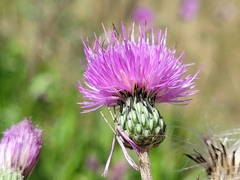 Cirsium monspessulanum