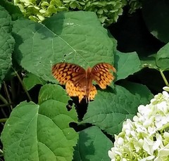 Speyeria aphrodite