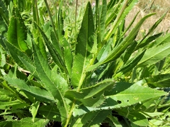 Cirsium monspessulanum