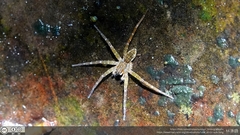 Dolomedes raptor