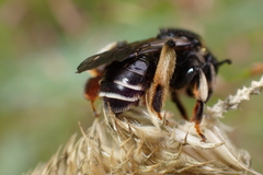 Macropis fulvipes