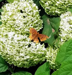 Speyeria aphrodite