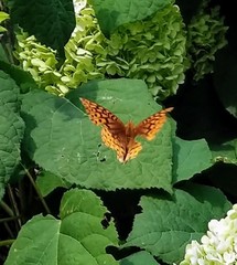 Speyeria aphrodite