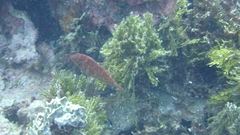 Pteragogus enneacanthus