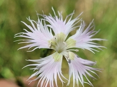 Dianthus hyssopifolius hyssopifolius