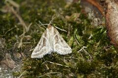 Stemmatophora borgialis