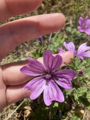 Malva sylvestris