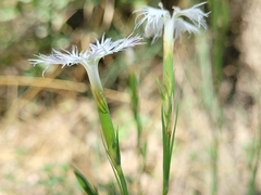 Dianthus hyssopifolius hyssopifolius