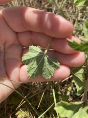 Malva sylvestris