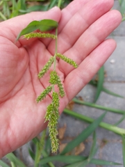 Echinochloa crus-galli