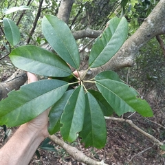 Daphniphyllum calycinum