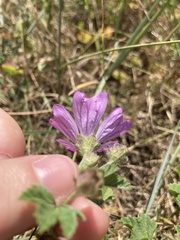 Malva sylvestris