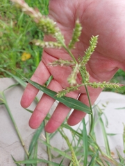 Echinochloa crus-galli