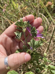 Malva sylvestris