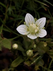Parnassia parviflora