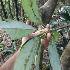 Daphniphyllum calycinum
