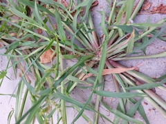 Echinochloa crus-galli
