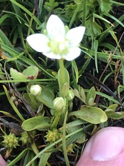 Parnassia parviflora