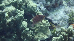 Pteragogus enneacanthus