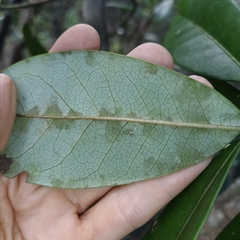 Daphniphyllum calycinum