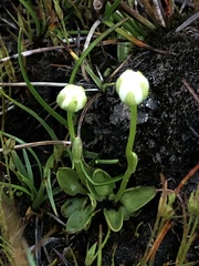 Parnassia parviflora